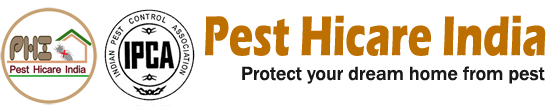 Best Pest Control In Lucknow