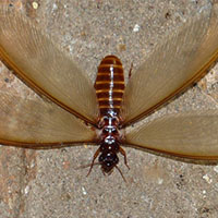 termite control lucknow