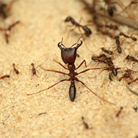 termite control service lucknow